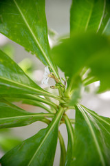 Obraz premium Strange flower