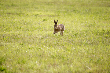 Obraz na płótnie Canvas A young hare is hopping over a green mown meadow
