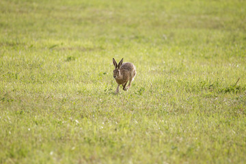 A young hare is hopping over a green mown meadow