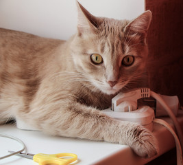 Котик лежит на розетке,