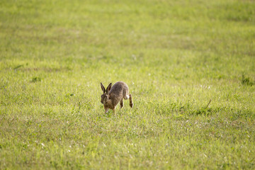 A young hare is hopping over a green mown meadow