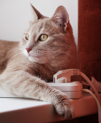 Красивый кот лежит на розетке, задумался