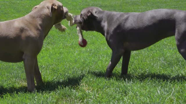 Friendly Pitbulls playing tug o war with toy rope