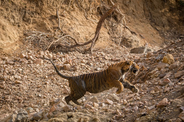 Obraz na płótnie Canvas A charge by a male tiger at Ranthambore National Park