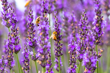 Obraz premium lavender / Sakura lavender land in Sakura city, Chiba prefecture