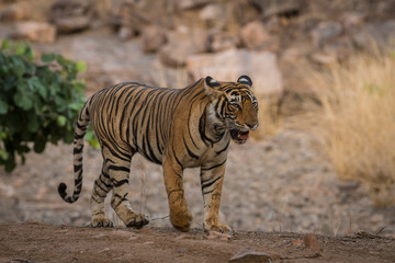Fototapeta na wymiar A beautiful subadult female tigress after a fight with a male tiger
