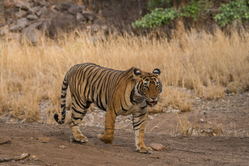 Fototapeta na wymiar A feamale tiger cub after having fight with a male cub at Ranthambore National Park