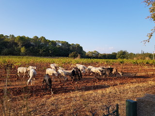 Ch&egrave;vres dans un vignoble