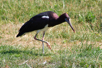 ibis