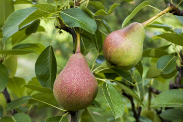 Branch with red and green pears with green leaf. Natural background