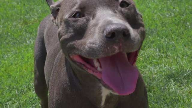 Friendly Blue Pitbull Looking up and Smiling/Panting on Green Grass