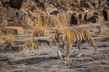 Fototapeta premium A gorgeous tigress on the prowl at ranthambore national park