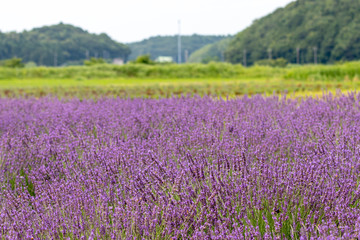 Obraz premium Sakura lavender land in Sakura city, Chiba prefecture, Japan