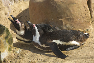 African Penguin (Spheniscus demersus).