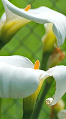 Cala o lirio de agua en un jardín de Gijón, Principado de Asturias, España