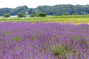 Naklejka na ściany i meble Sakura lavender land in Sakura city, Chiba prefecture, Japan