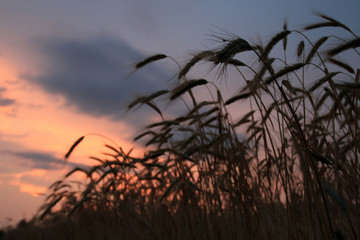 Field with ears of beautiful, mature wheat illuminated by the rays of the evening sun. It is time to clean the rich large grain crop. Heavy wheat ears bent under the weight of good grains.