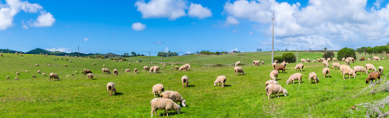 Fototapeta na wymiar Schafe auf einer Weide