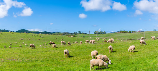 Obraz premium Schafherde in Portugal