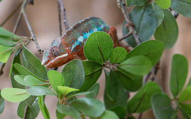 Panther chameleon Furcifer pardalis on a branch © andu15