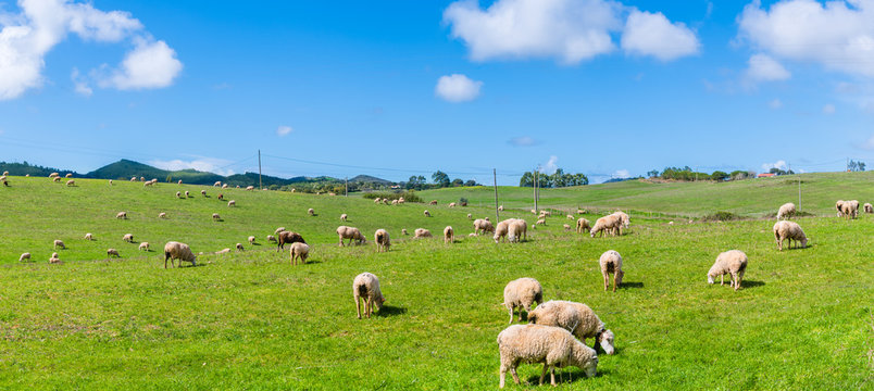 Schafherde in Portugal