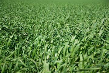 Young wheat field