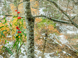 Yellow leaves forest in Shirakawa village, Japan