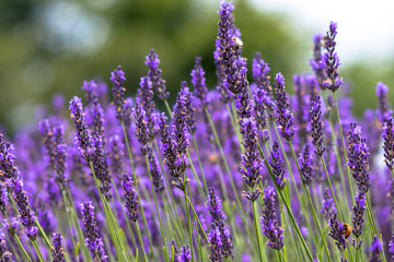 lavender / Sakura lavender land in Sakura city, Chiba prefecture