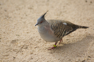 Crested Pigeon (Ocyphaps lophotes).