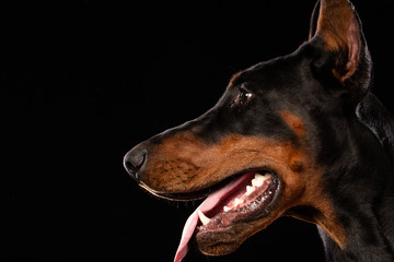 Portrait of doberman pinscher on black background