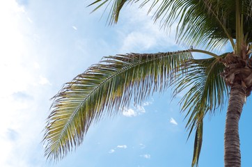 Fototapeta na wymiar palm tree frond