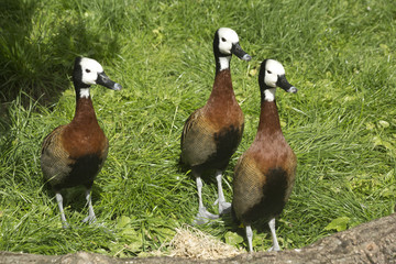 White-faced Whistling Duck. (Dendrocygna viduata).
