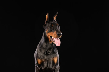 Portrait of doberman pinscher on black background