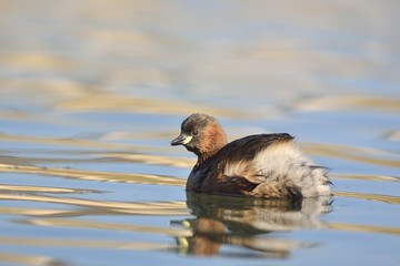 Little Grebe (Tachybaptus ruficollis), Crete 