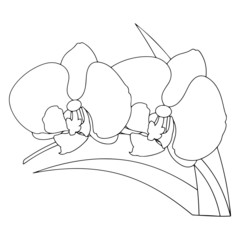 Flower cartoon illustration isolated on white background for children color book