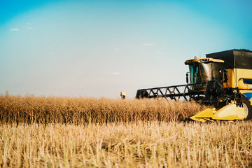 Picture of combine harvester machine harvesting crops