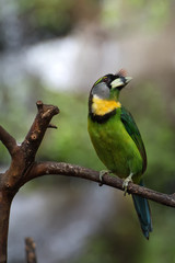 Greater Green Leafbird.
