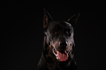 Portrait of doberman pinscher on black background
