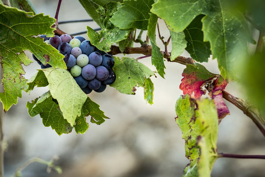 Wine production in Spain