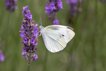 lavender with small white / Sakura lavender land in Sakura city, Chiba prefecture, Japan