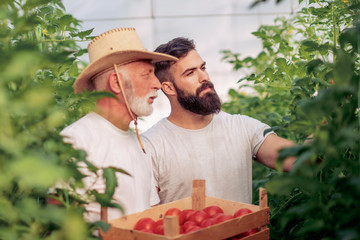 Father and son check harvest of tomato in greenhouse