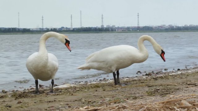 Swans stand on the shore of the Kaliningrad Gulf