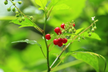 Fototapeta premium Small red berries on a green branch. Plants of Thailand.