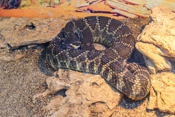 the snake in the zoo in the serpentarium.