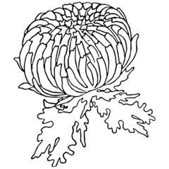 Flower cartoon illustration isolated on white background for children color book