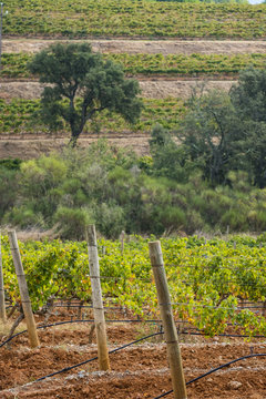 Wine production in Spain
