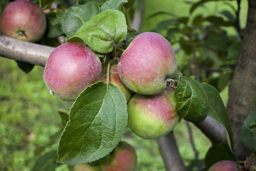 Branch with red apples and green leaves in the garden