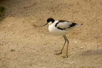 Pied Avocet (Recurvirostra avosetta).