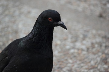 Black pigeon. Front view of the face of Rock Pigeon face to face. Pigeon on street.