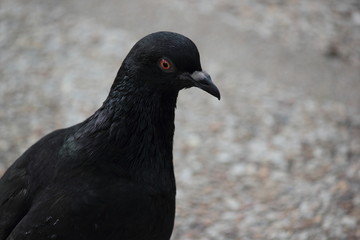 Obraz premium Black pigeon. Front view of the face of Rock Pigeon face to face. Pigeon on street.